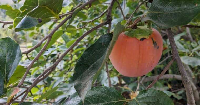 Fruits