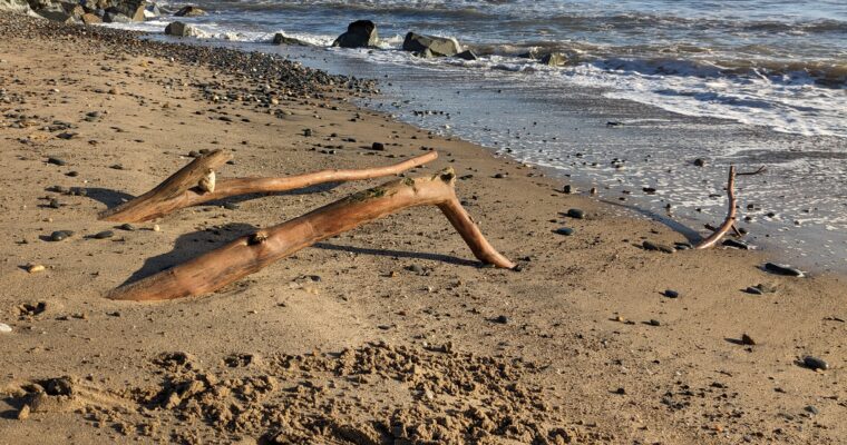 Driftwood