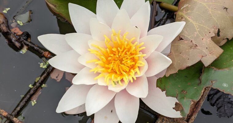 Water lily